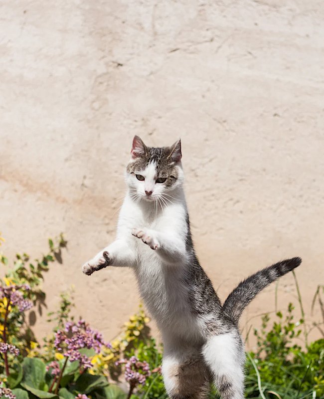 Cat Boarding & Grooming in Gainesville, FL