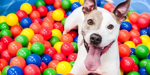 Dog Boarding & Grooming in Gainesville, FL